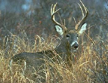 White-tailed buck